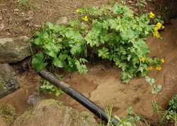 Péče o studno-studánku v rámci programu Zachraňme studánky